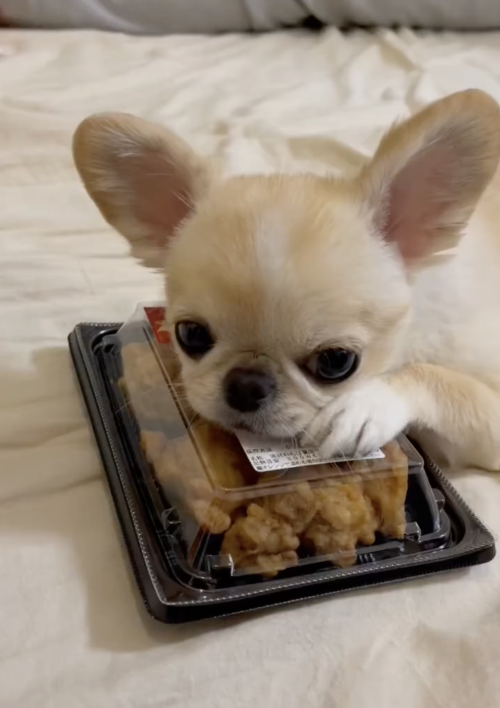 奴才：這是我的啦