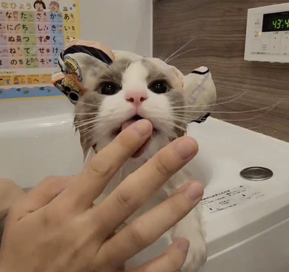 奴才：給你搭配個浴帽吧