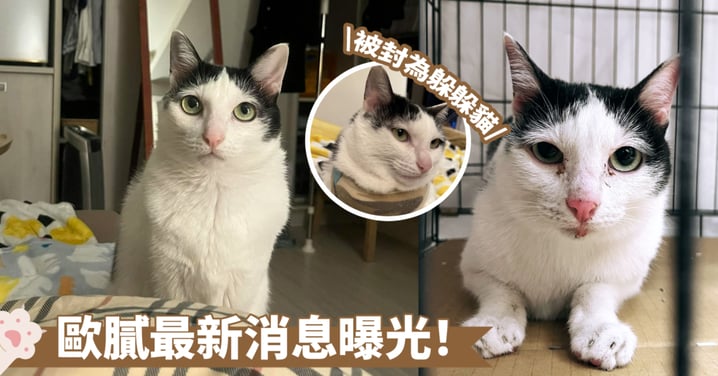 台灣地震｜天王星貓「歐膩」最新消息曝光！主人曾為尋貓懸賞2萬 深夜奇蹟尋獲