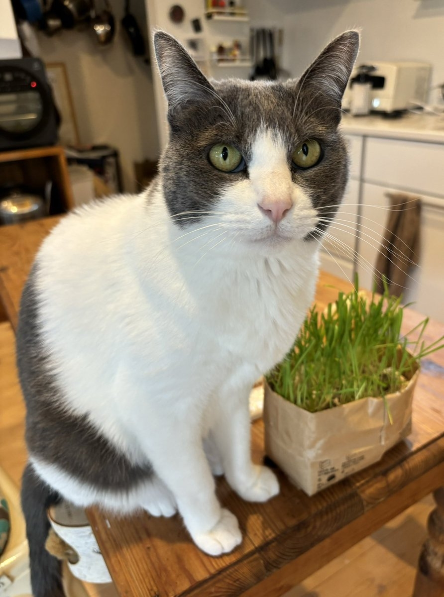 奴才：我自願的啦