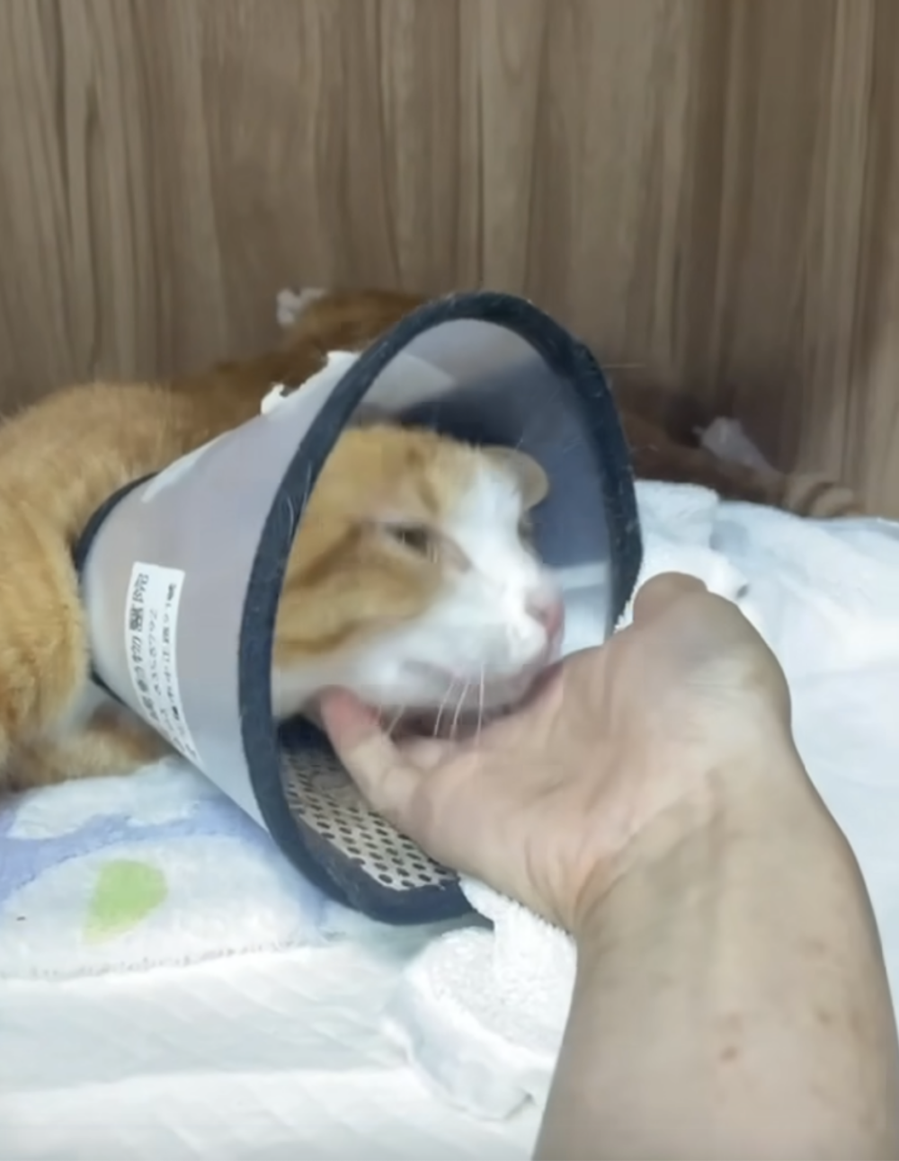 高橋動物醫院分享康老師愛貓的近況。
