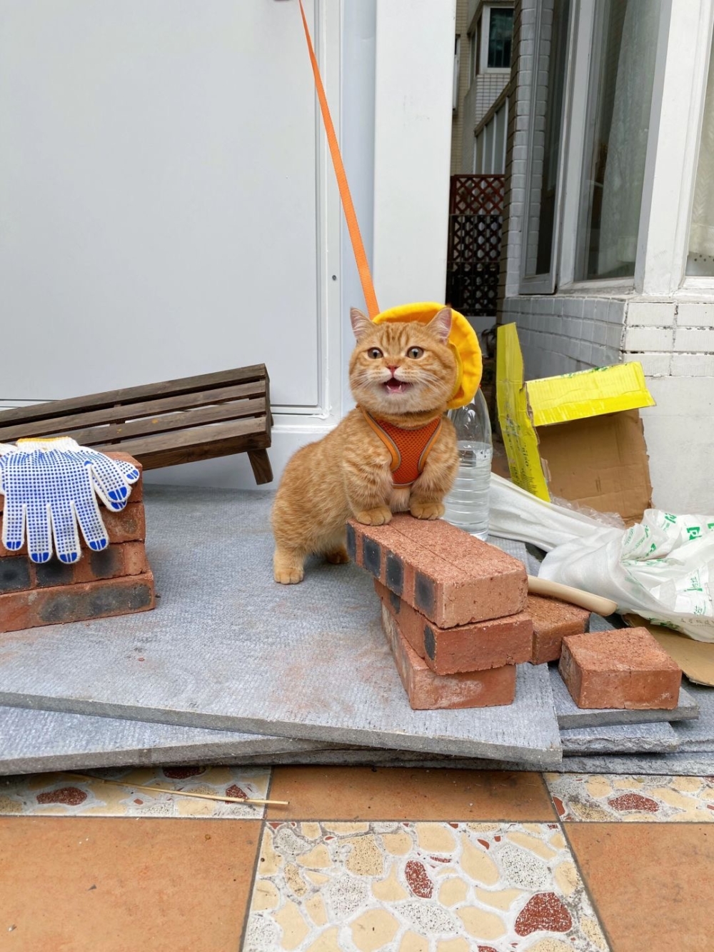 奴才：下不為例囉