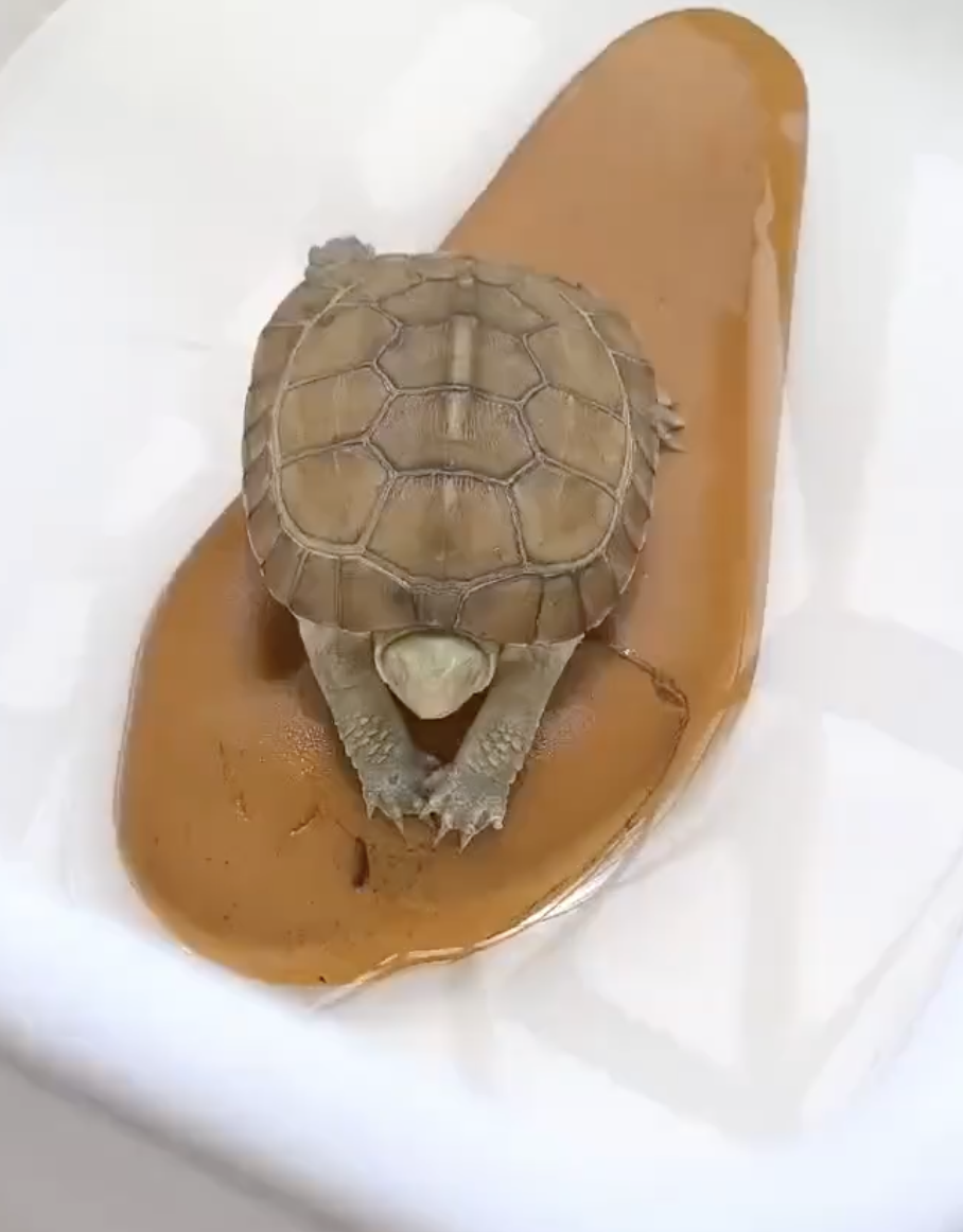 奴才：不好意思吵到你了