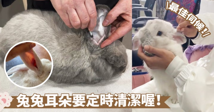 兔子寶貝的明星特點～掌握兔子耳朵的清潔技巧，有效防止感染和不適！