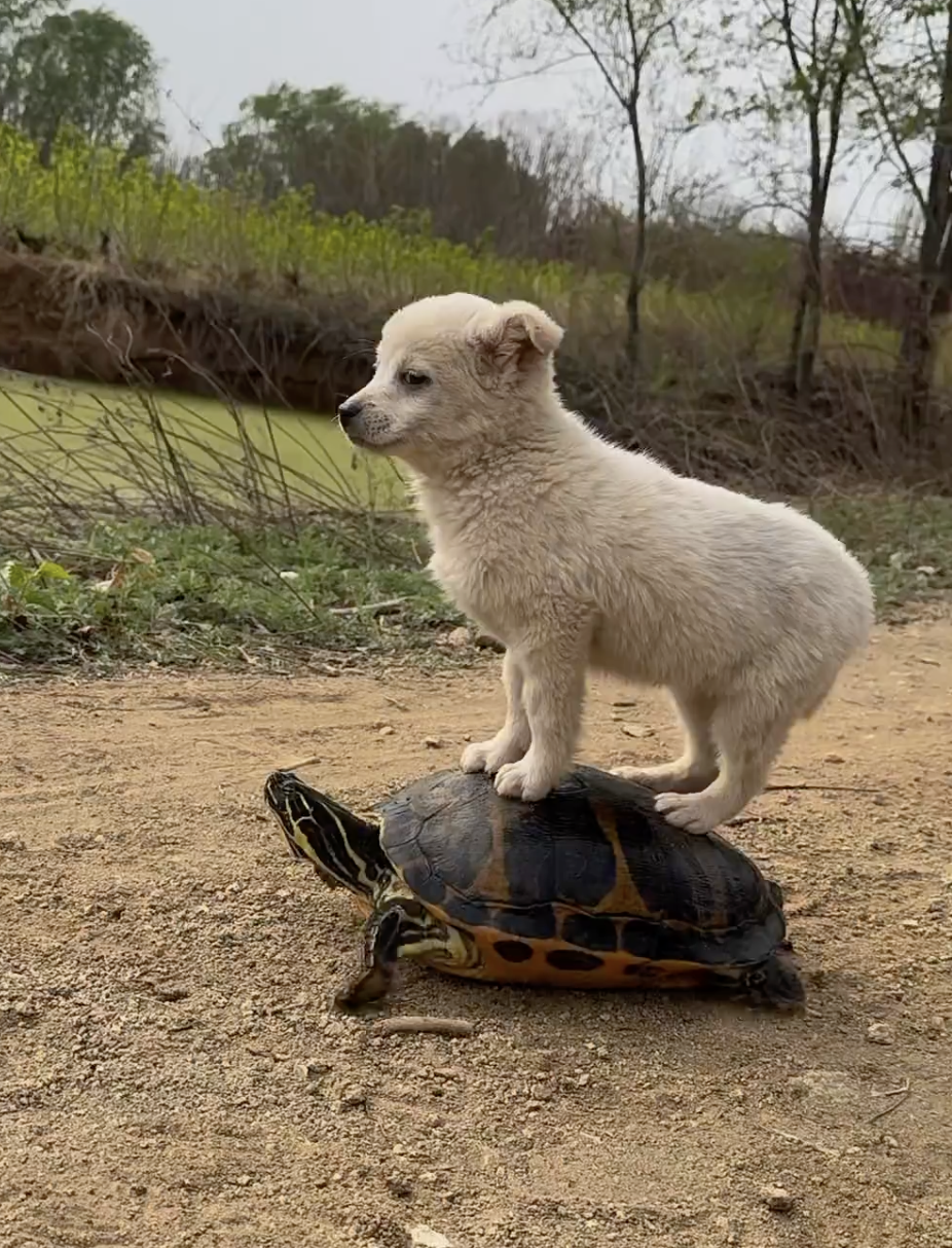 龜：你自己走呀