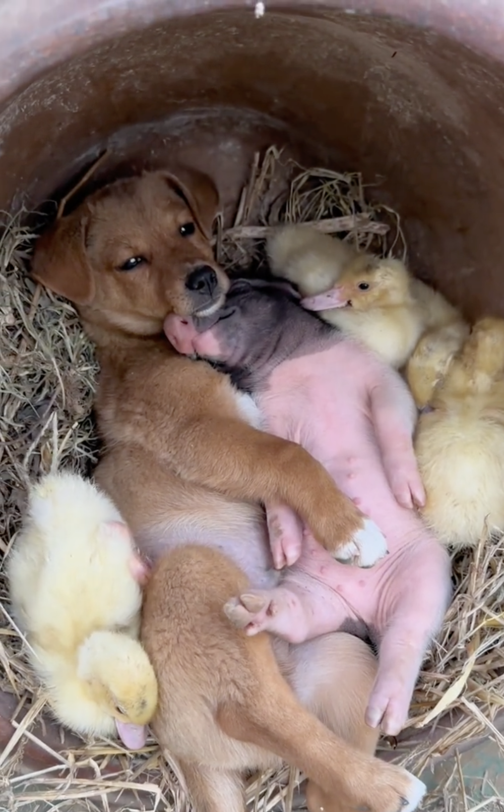 奴才:那就沒辦法了