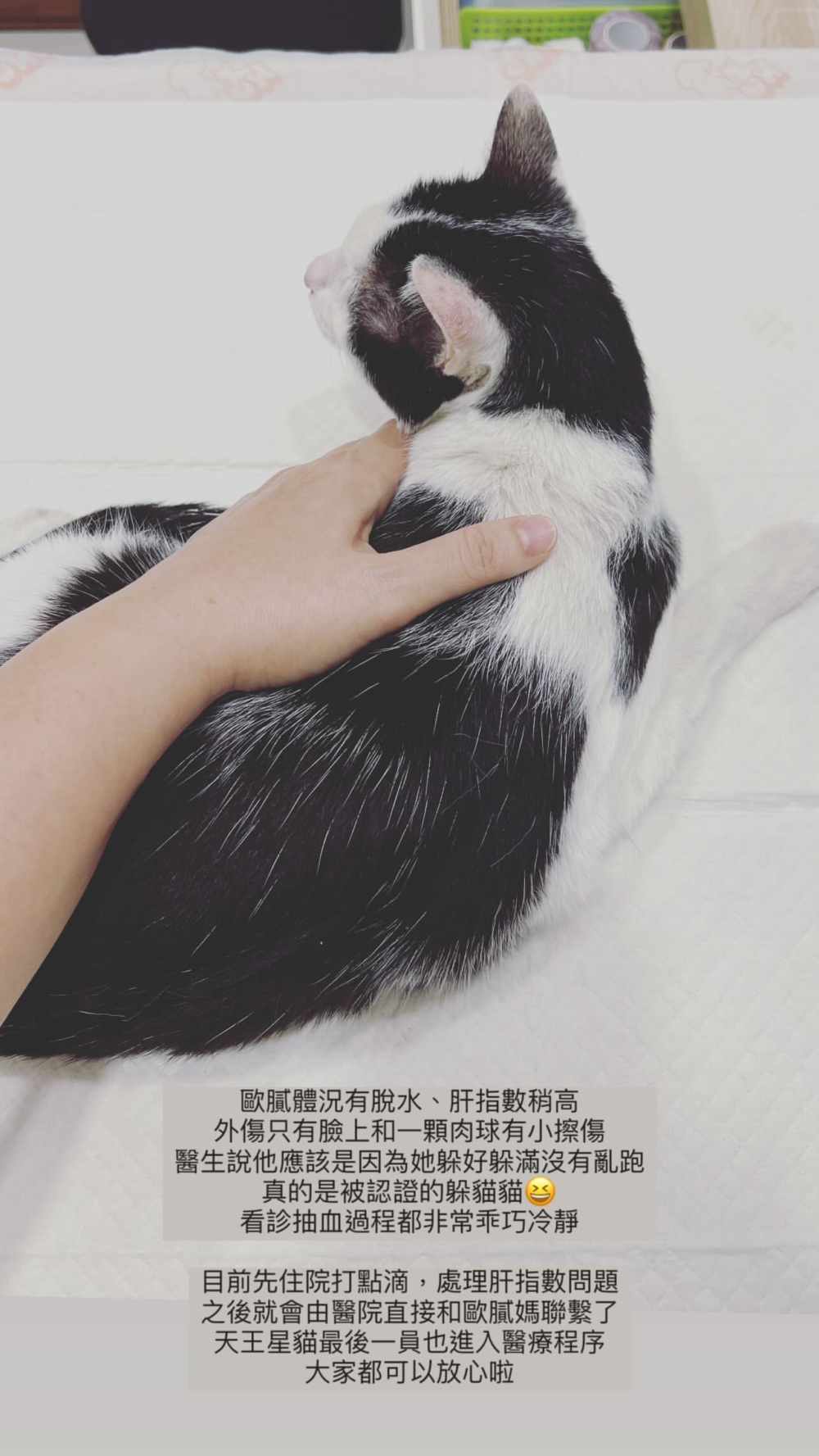 歐膩目前有脫水、肝指數稍高，需先入院吊水。