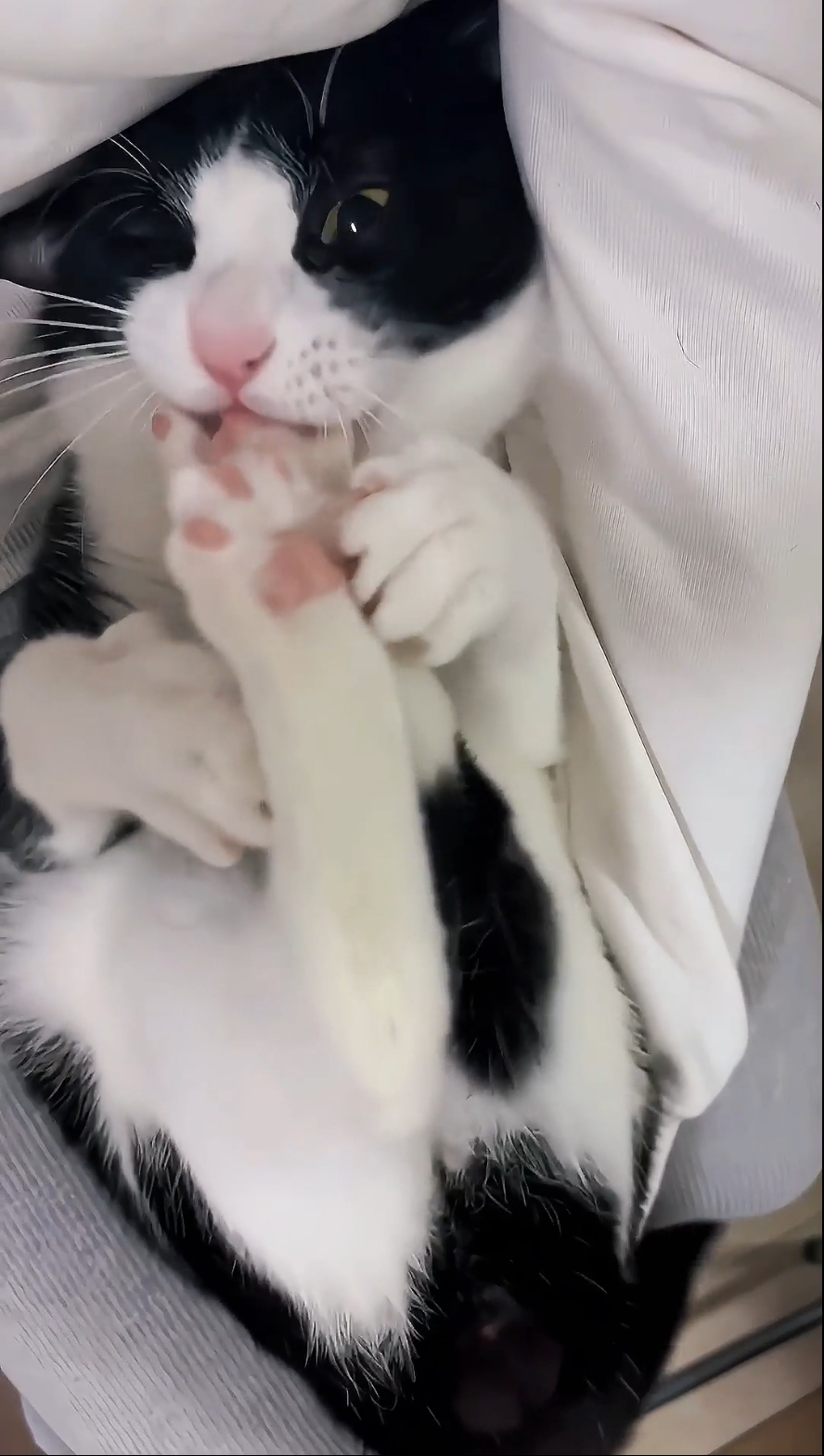 奴才：不要懷疑，就是你