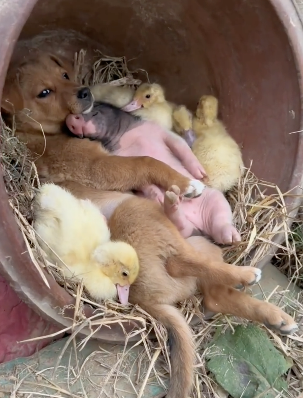 奴才:你也一起睡呀