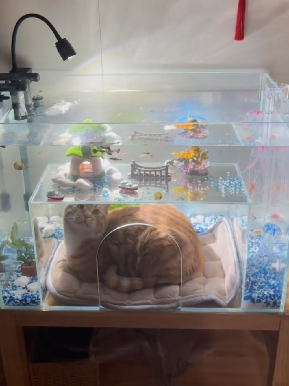 奴才：還不承認喔