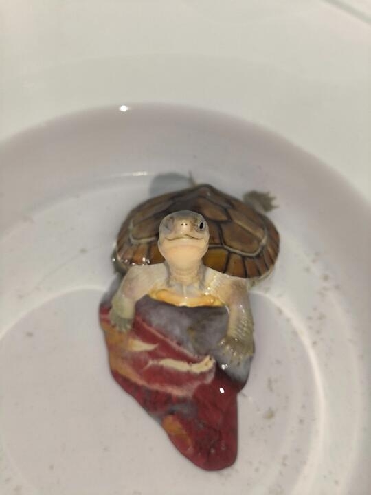 奴才：有沒有很喜歡？