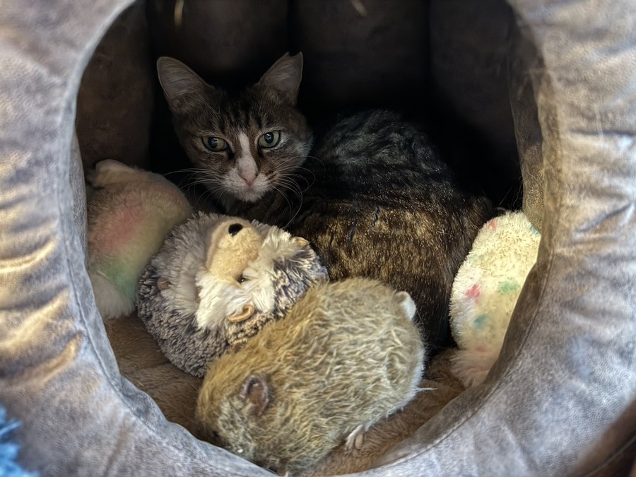 奴才：你也受驚了吧