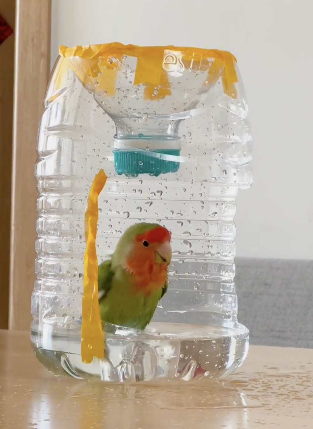 奴才：感謝你的肯定啦