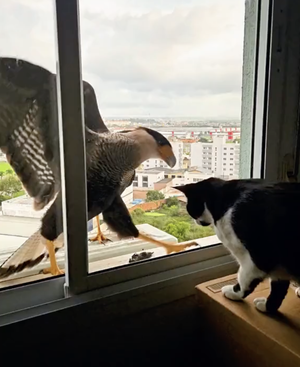 老鷹:你的膽子太大了吧