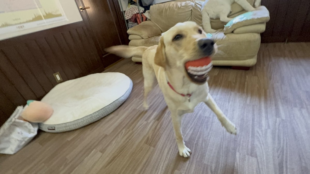 奴才：不是這個意思啦