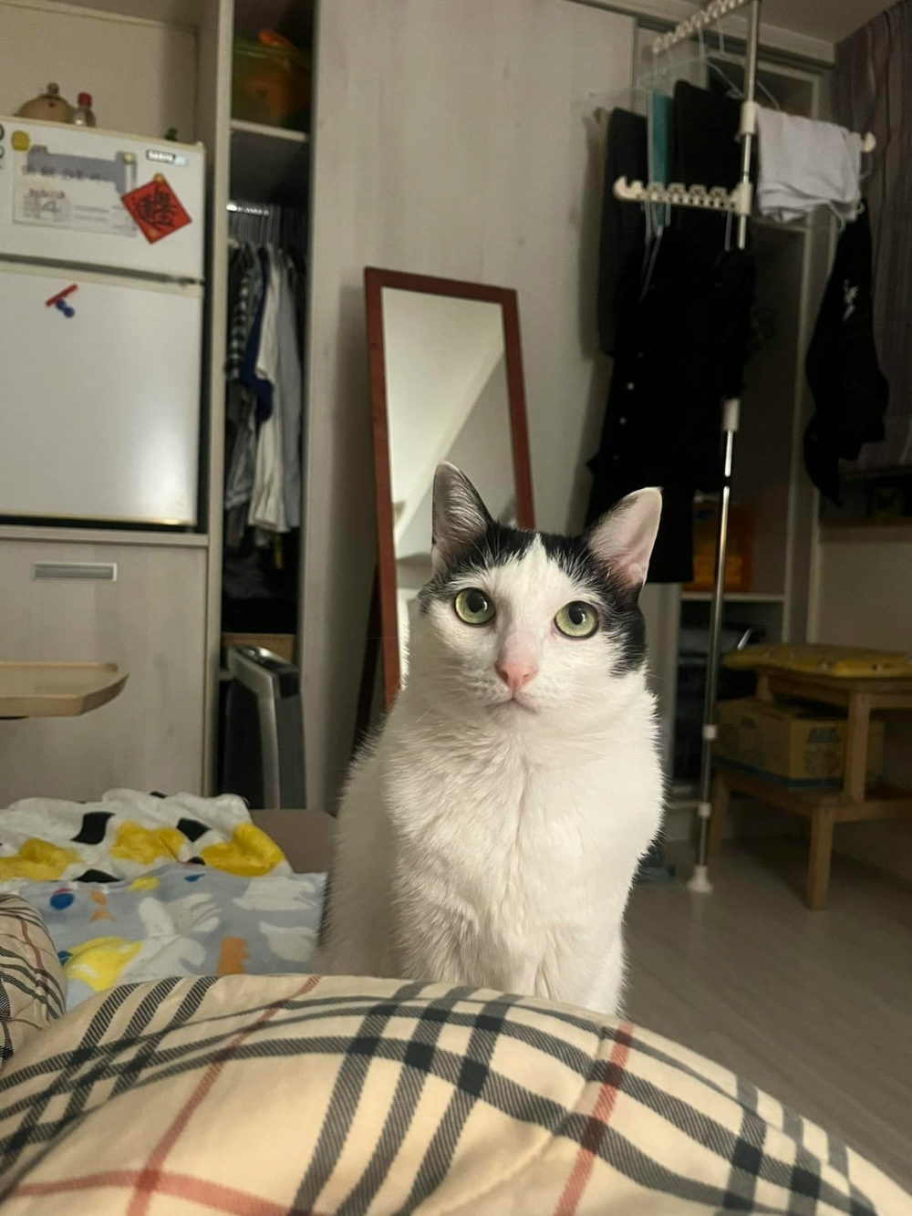 當晚收到「很像歐膩的貓在拆除時跟著石塊一起掉落然後消失」的影片，一度以為「歐膩」凶多吉少。