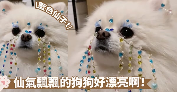 仙女下凡啦!原來小狗狗也有一個仙俠夢喔~這仿妝是頂配級別的捏