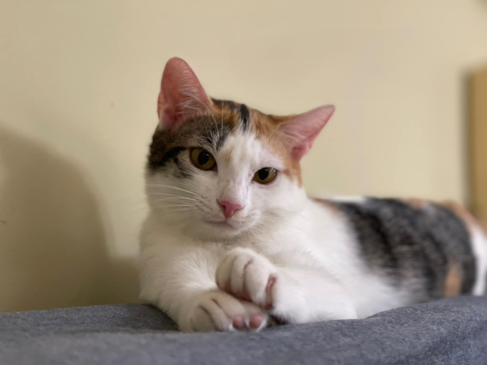 「花花」爸爸在臨離開大樓前抓緊時間拆了一整包貓糧撒在房間。