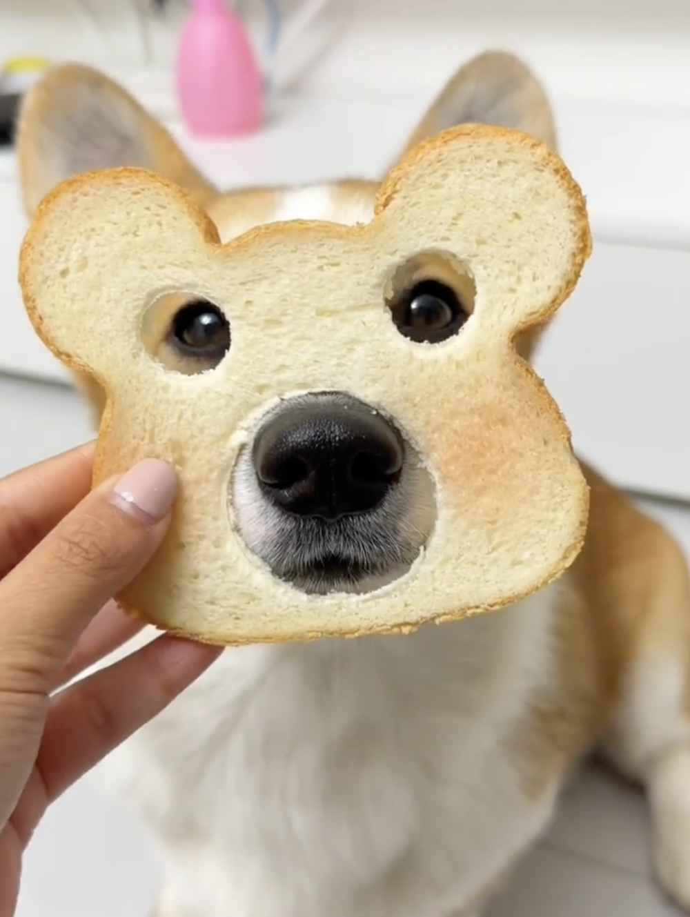 奴才：現在是可愛的模樣啦