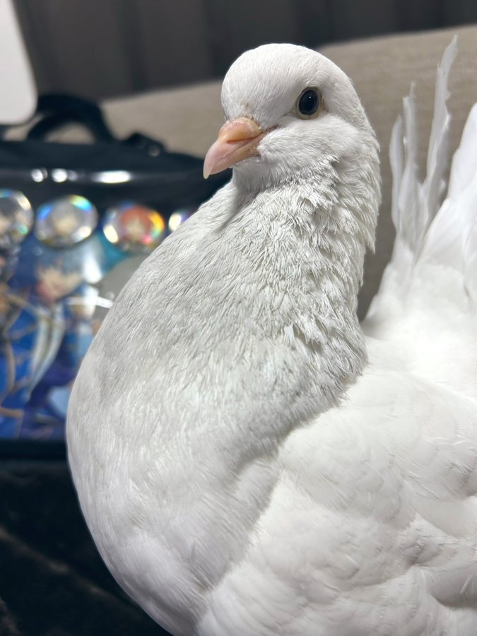 奴才：那就太好了