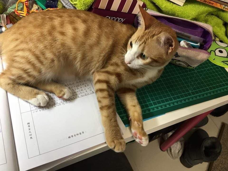 為救愛貓而折返家中的女老師的愛貓。