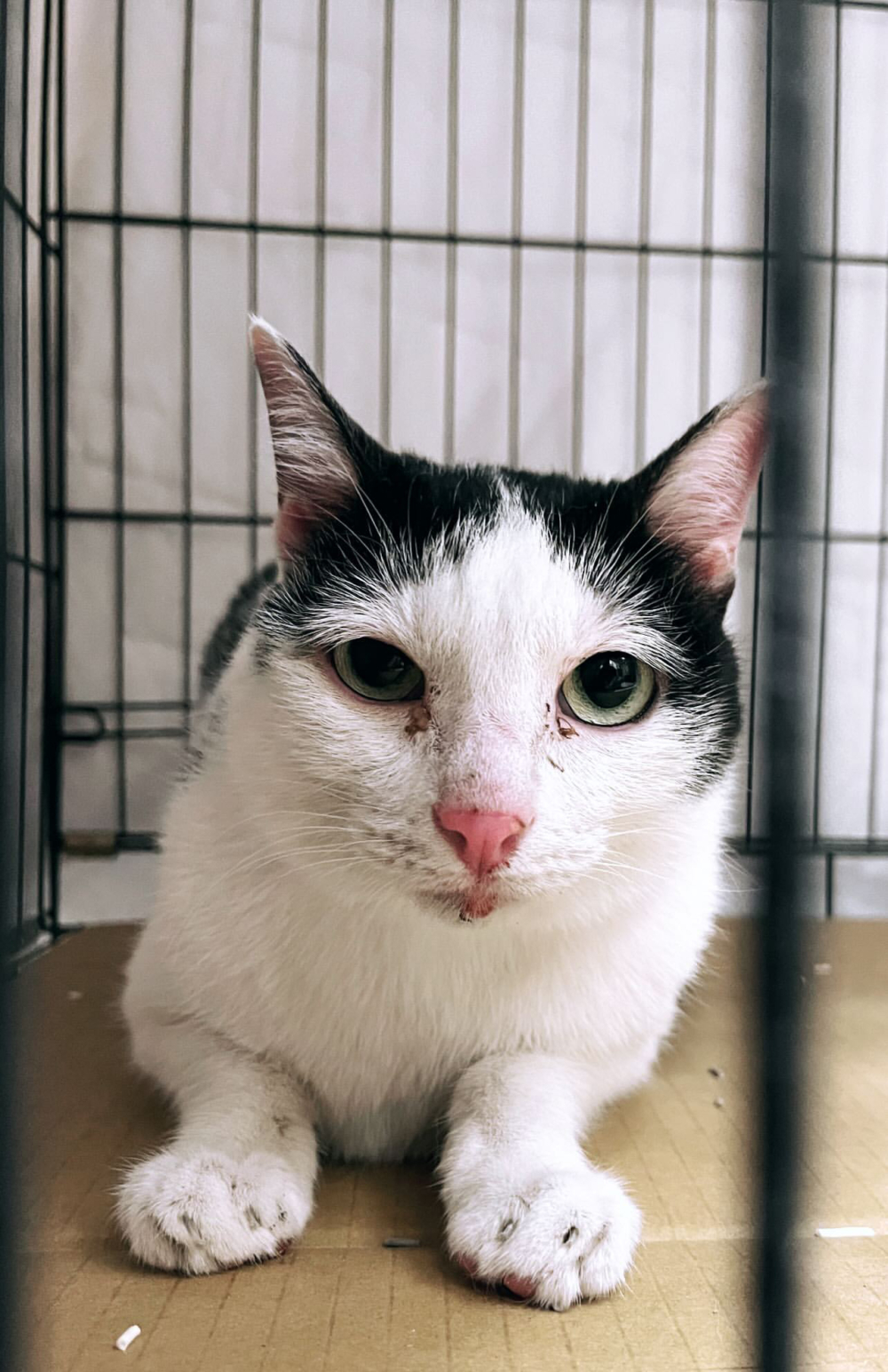 主人為找回歐膩，懸賞2萬元台幣。