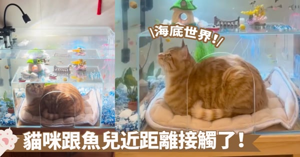 舒適又宜人~貓咪的海底世界太棒了,奴才準備的這是神仙貓窩吧!