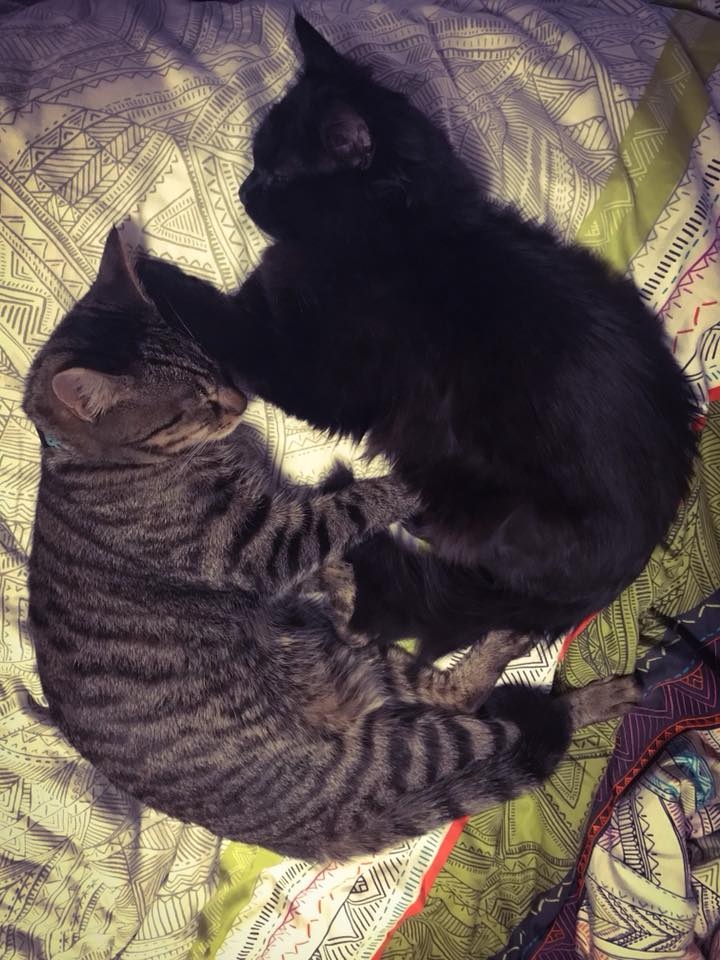 貓咪能睡得安穩。