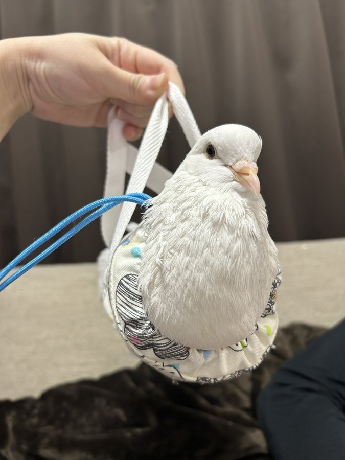 奴才：是需要一點時間去尋覓啦