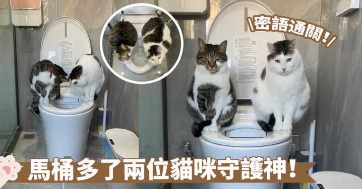 「麻麻，我們是古希臘掌管廁所的神！」馬桶上兩隻貓咪左右各站一邊，真的有職務在身上嗎？