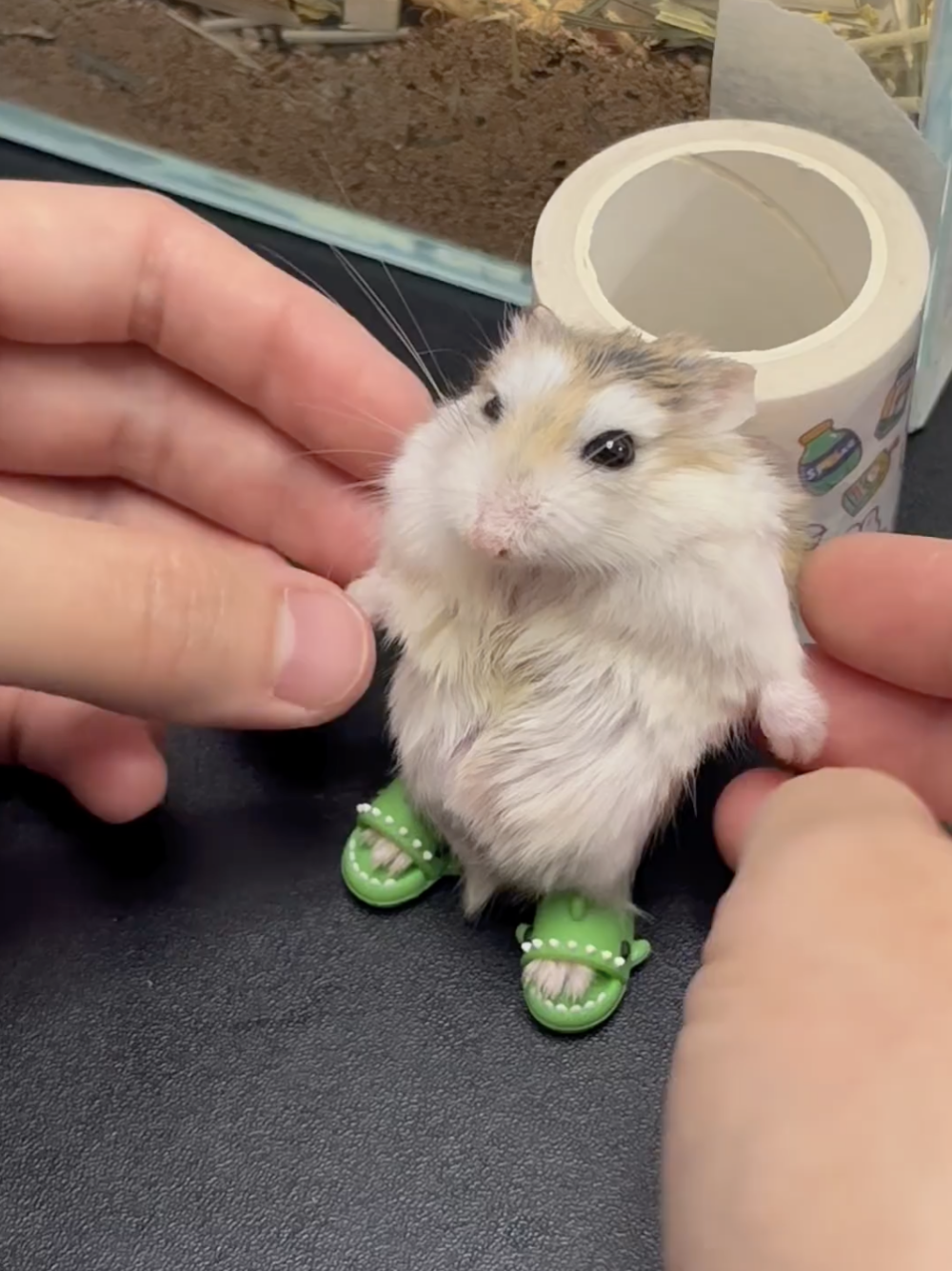 奴才：別勉強啦