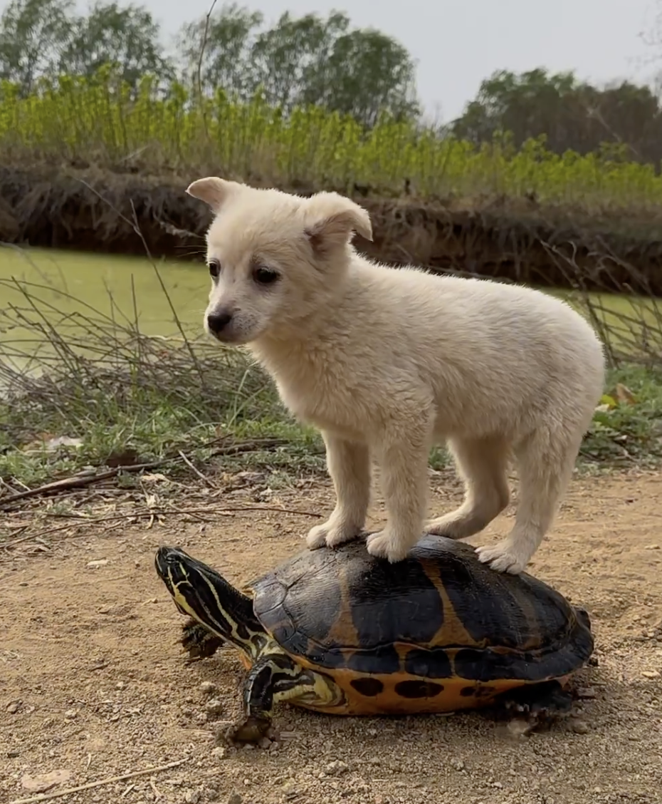 龜：那就別嫌棄