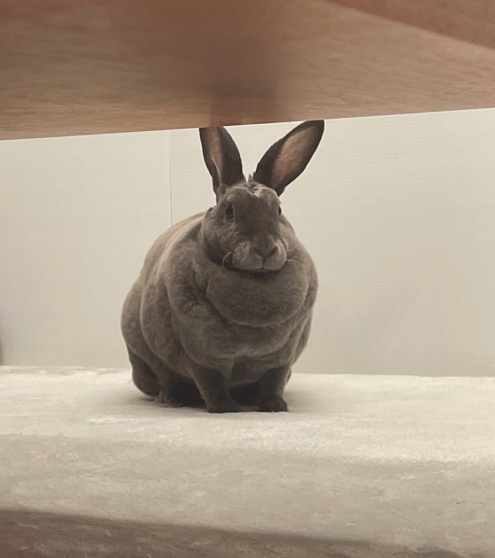 奴才：為什麼？