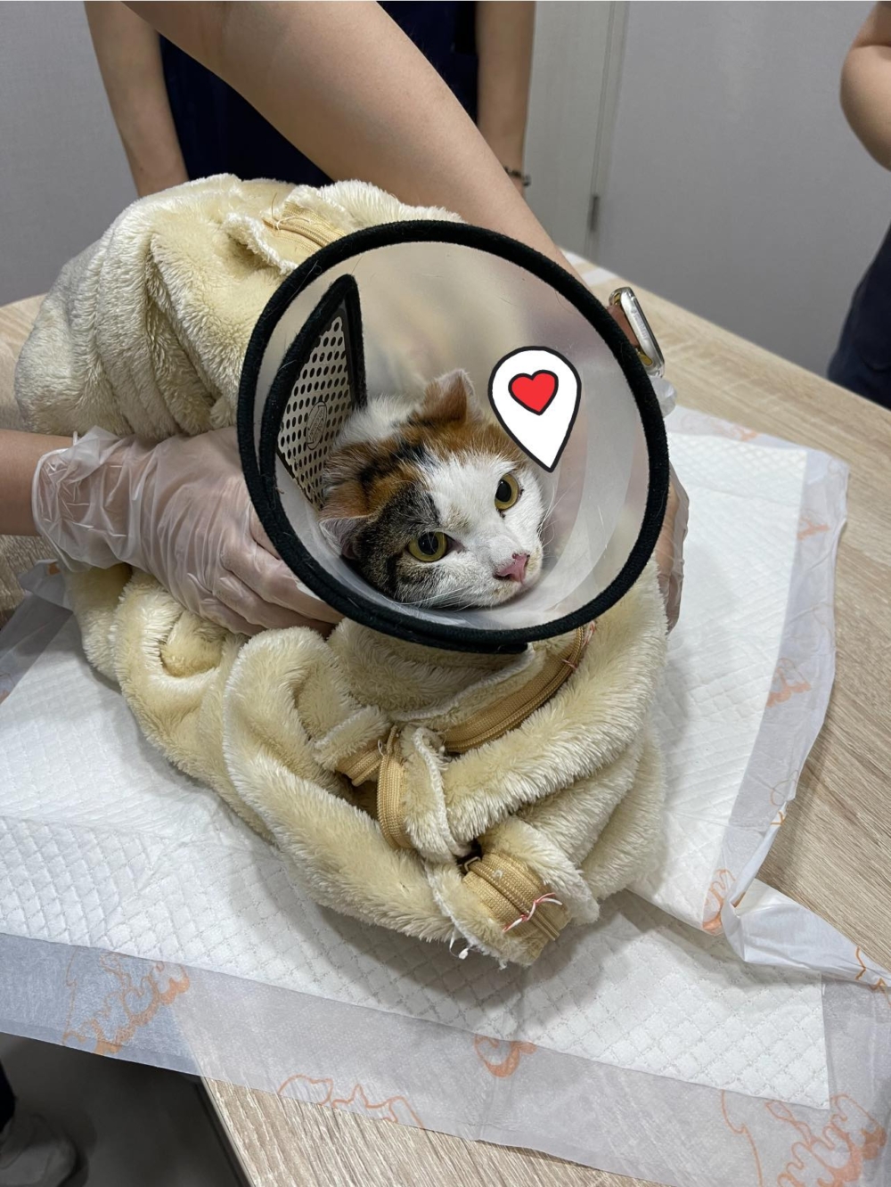 「花花」在主人的呼喚下探出身子來，然後自己走進誘捕籠。