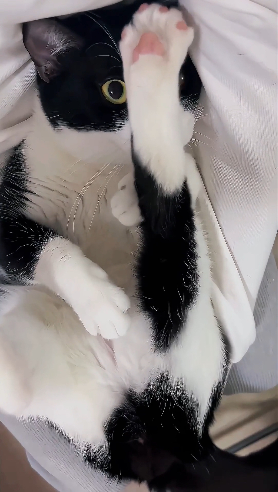 奴才：實話實說而已