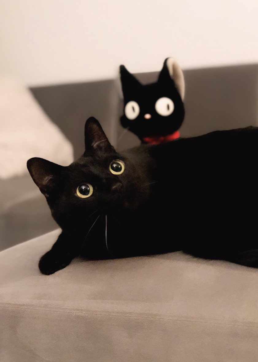 喵：吉吉不會喜歡朕