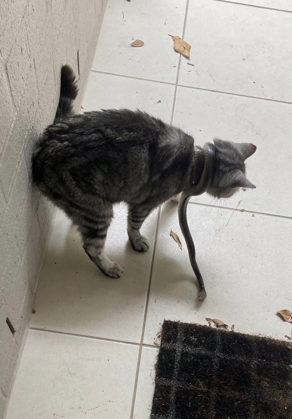 貓咪被毒蛇纏頸。