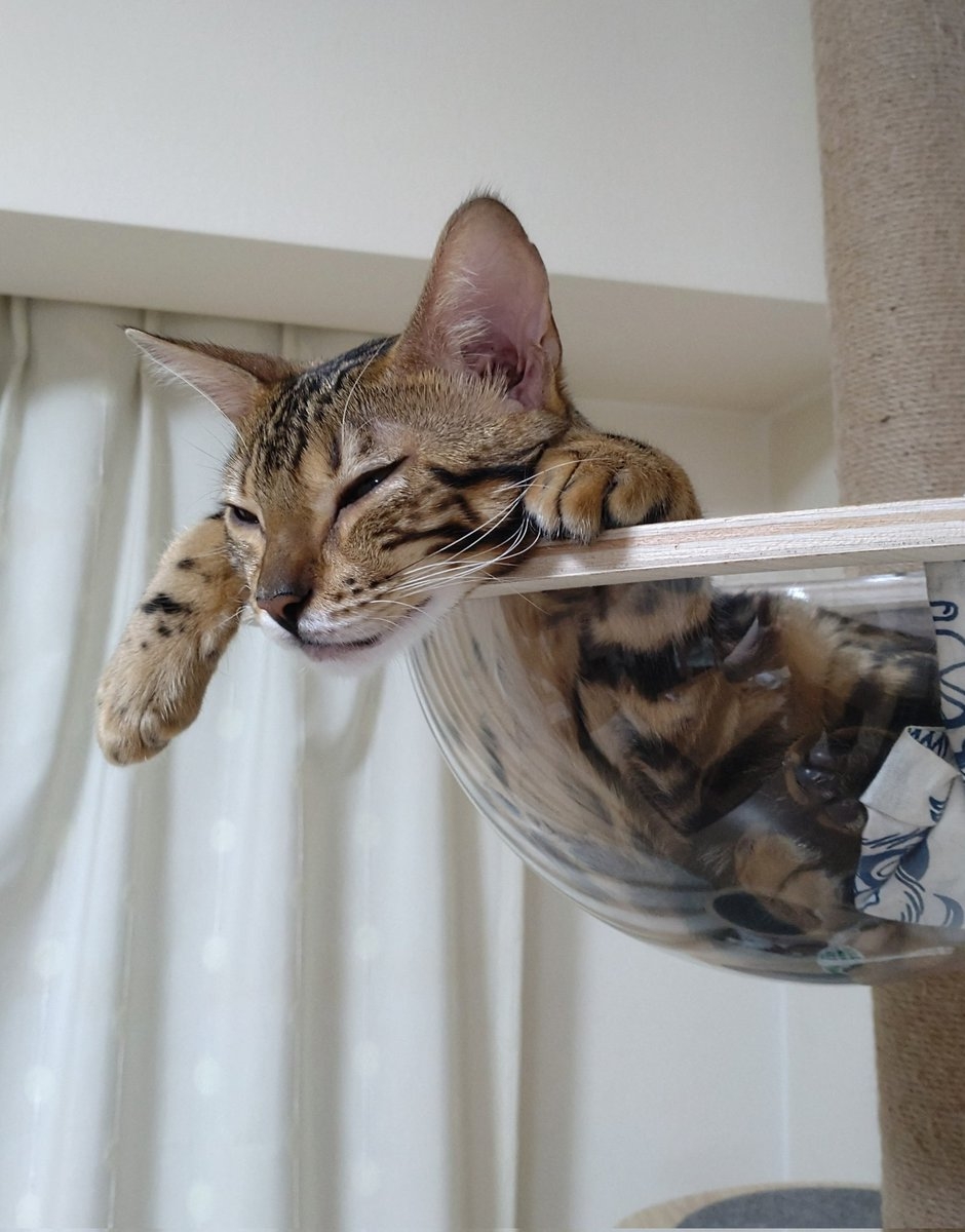 奴才:別在意這些小細節啦