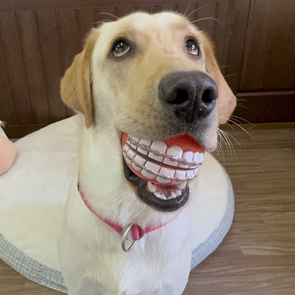 奴才：你就是笑料供應者囉