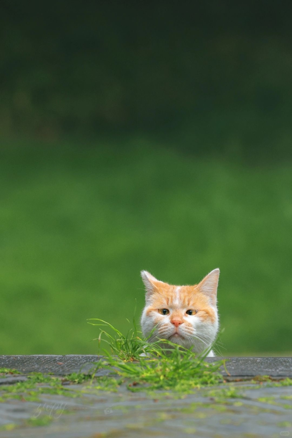 攝影師：因為你可愛呀