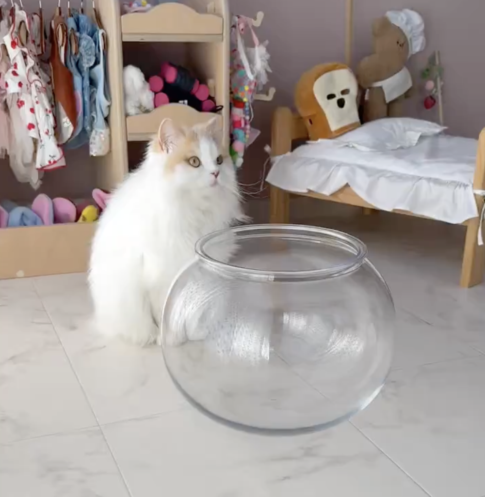 喵:準備好了嗎?別眨眼喔!