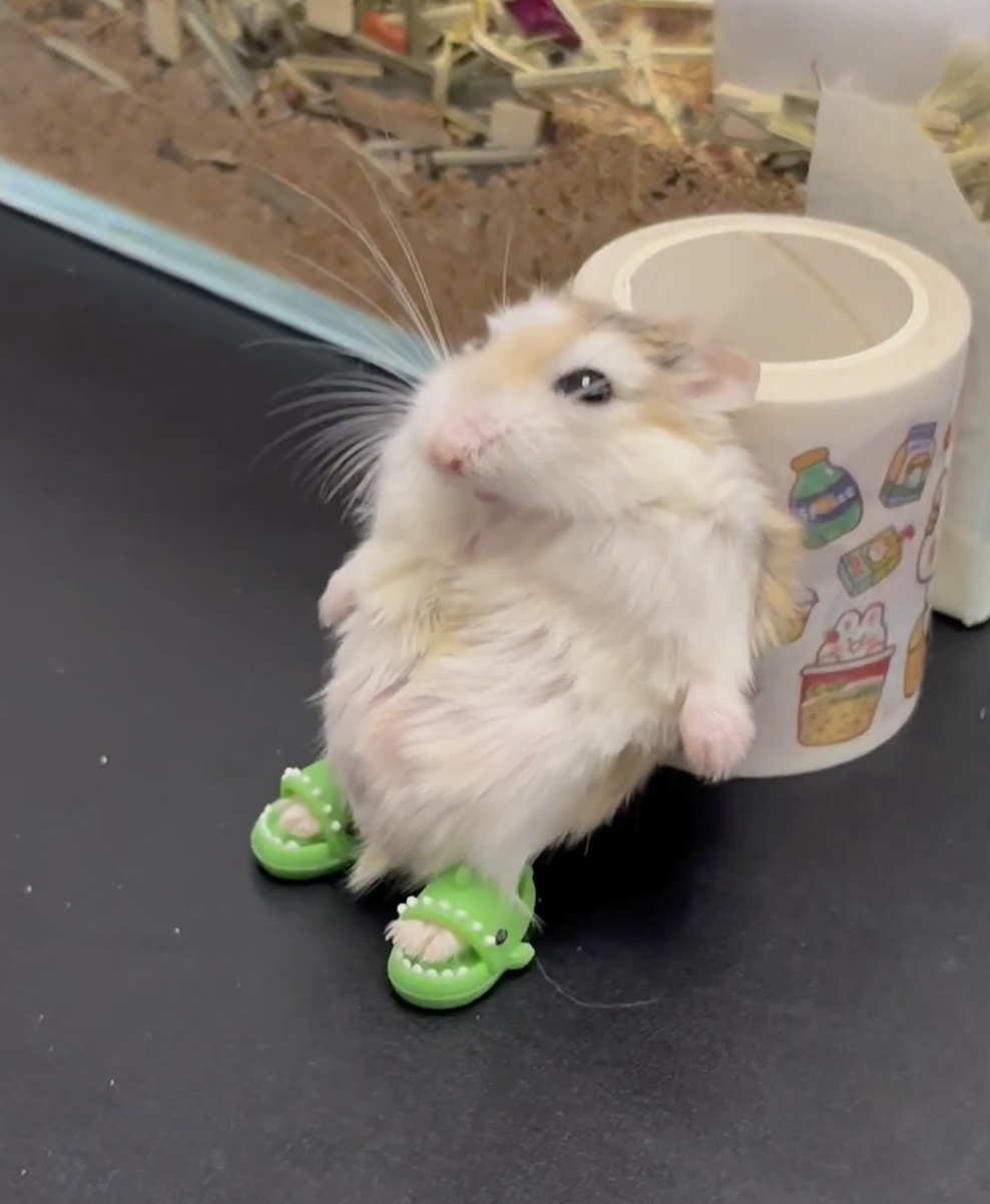 奴才：這可不是我不逼你的喔