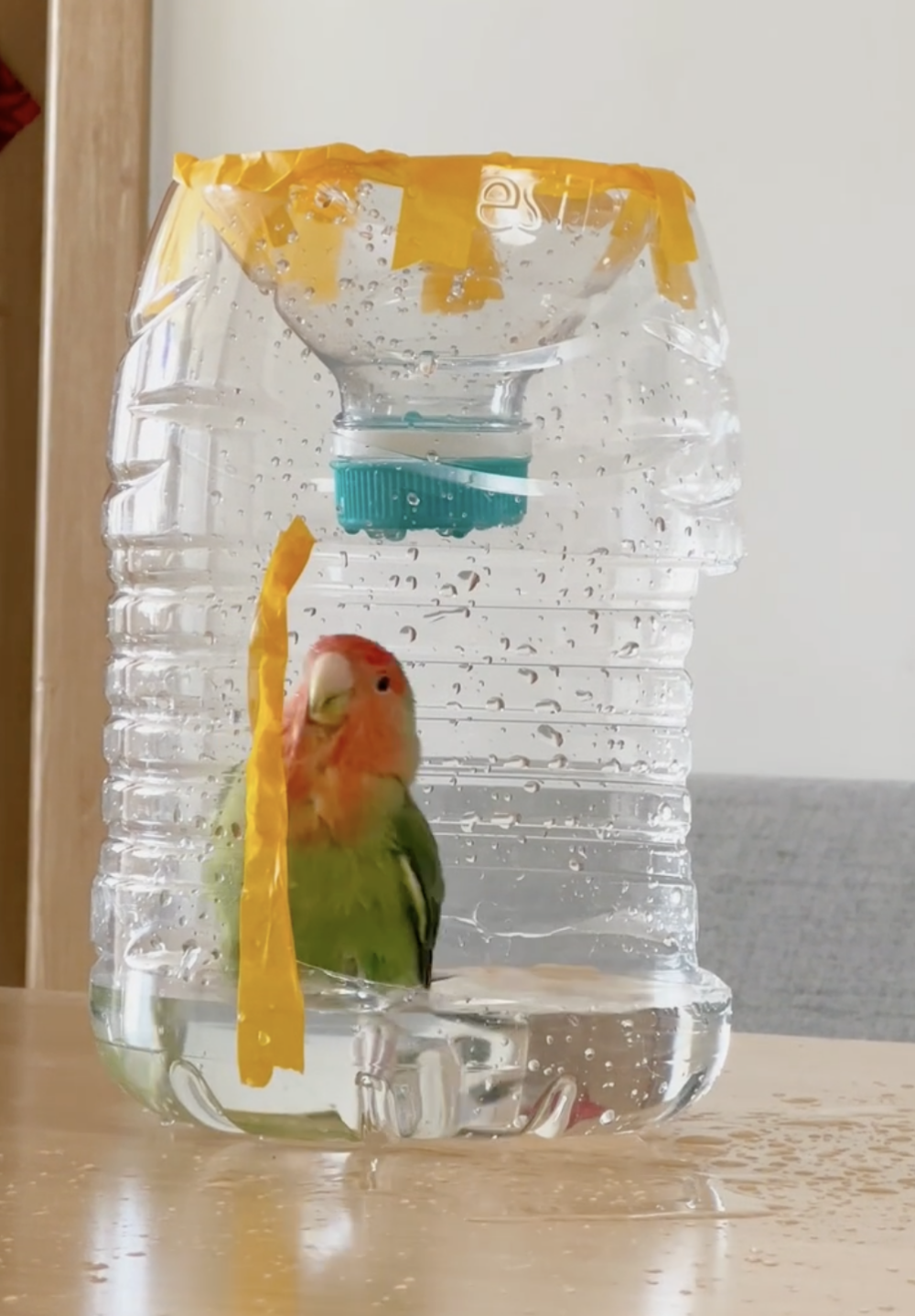 奴才：還需要改進嗎？