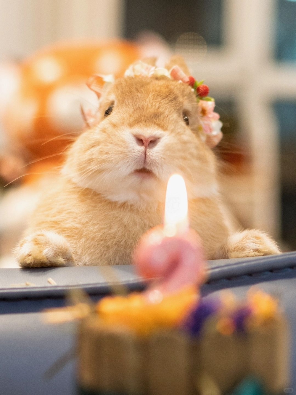 奴才：生日歌唱完就能吃