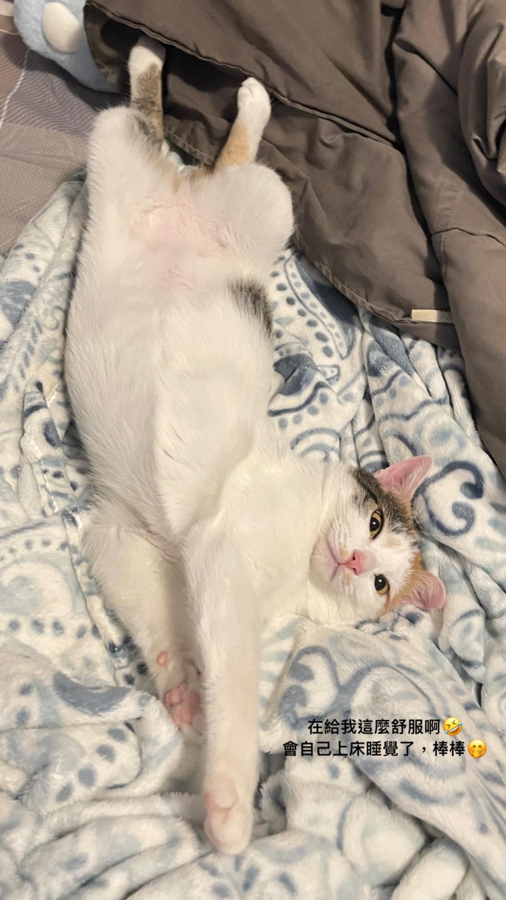 花花目前只有脫水、一點點發燒和輕微擦傷，體重有減輕但體態還不錯。