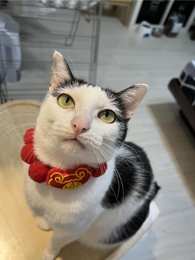 所有天王星貓都被救了，剩下歐膩。