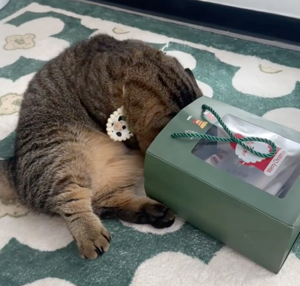 奴才：因為不是貓咪的食物