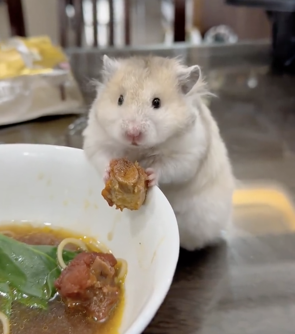 奴才：這不是給你吃的