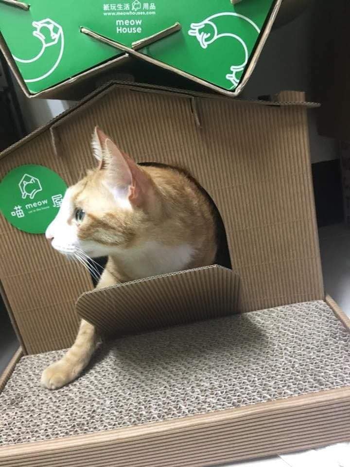 有網民貼出康老師生前養的小橘貓照片，認為小橘貓非常有可能還在7樓，因此希望作最後努力尋回小貓。