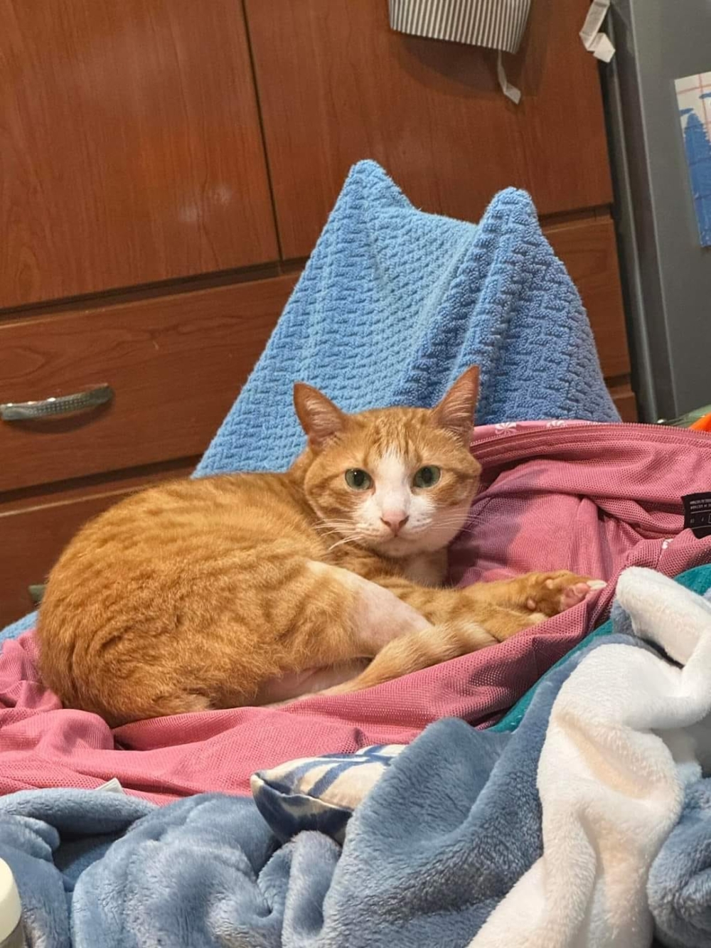 康老師的愛貓「貓咪」一度現身，可惜誘捕籠的門沒打開，之後又走回屋內。